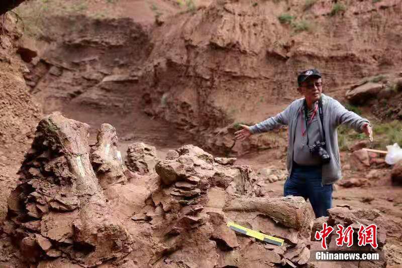 甘粛省永靖県、再び大型恐竜の化石が発見