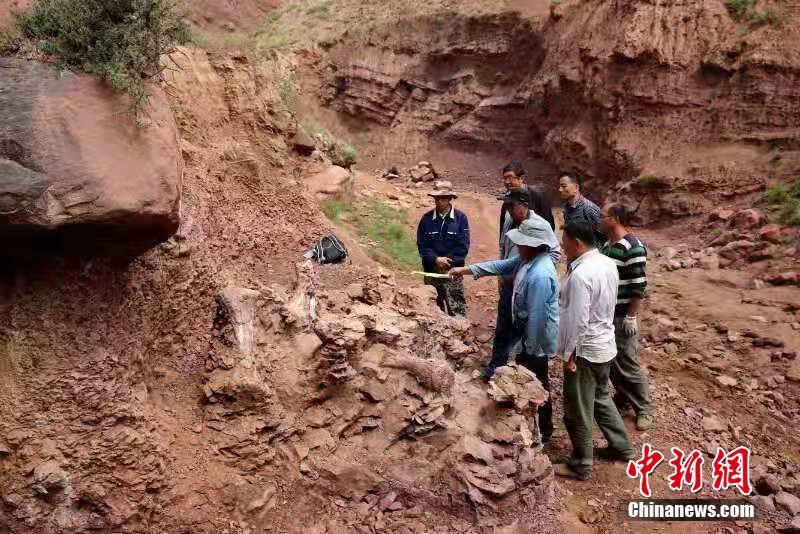 甘粛省永靖県、再び大型恐竜の化石が発見