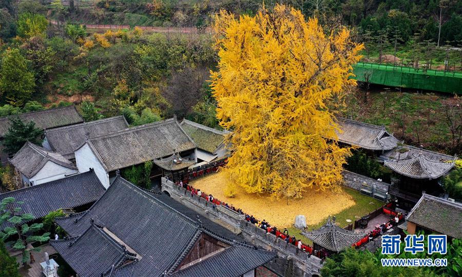 黄金色に染まった樹齢千年のイチョウ　陝西省西安市