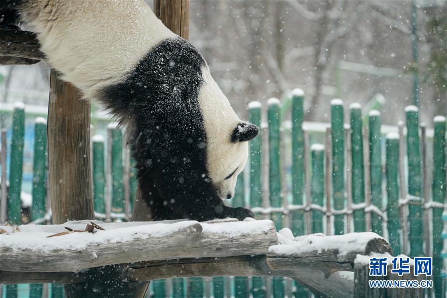 パンダも「雪の季節」を満喫　黒竜江省