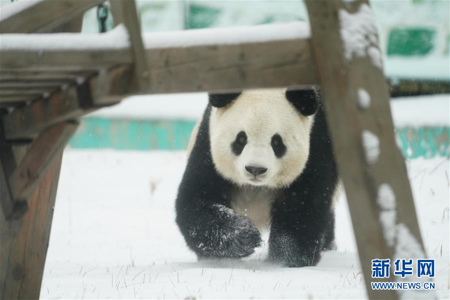 パンダも「雪の季節」を満喫　黒竜江省