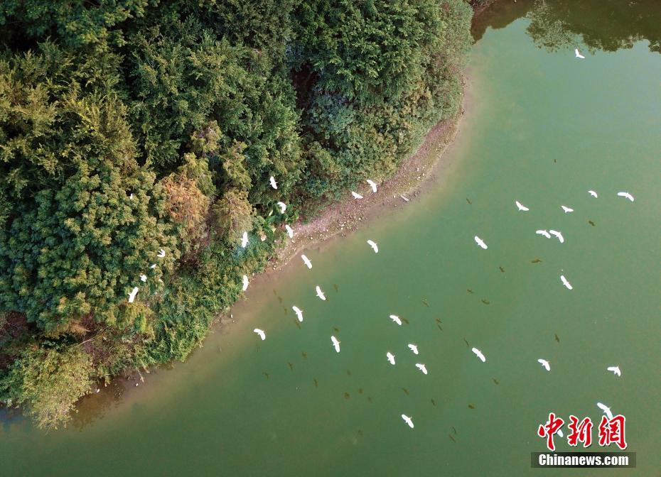 ハート形の島に舞う白鷺の群れ　福建省・碧湖