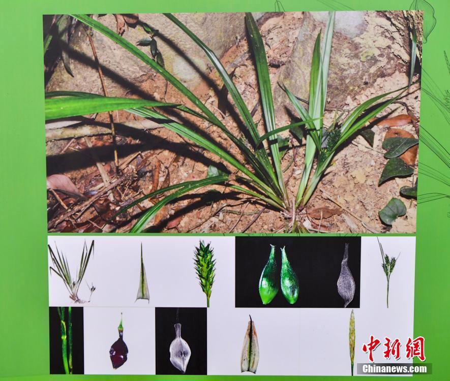 海南省、特有の植物11の新種が発見