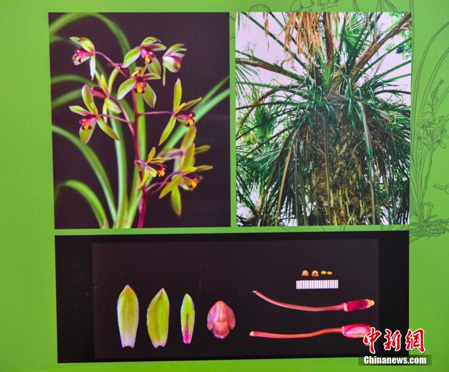 海南省、特有の植物11の新種が発見