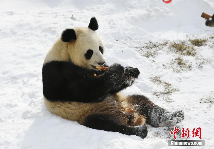 雪が降っても食欲衰えず！食いしん坊ぶり披露するパンダ　吉林省