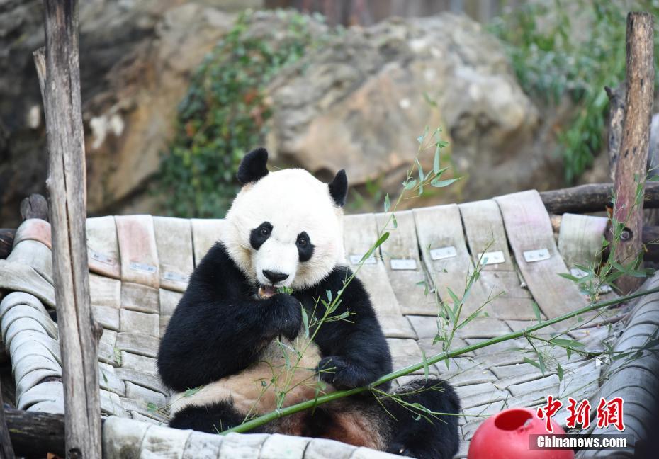 19日の出発前、最後に屋外に出て活動するパンダの「貝貝」（撮影・陳孟統）。