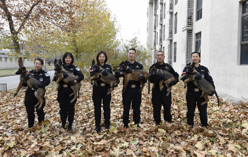 正式に入隊した6頭のクローン警察犬。 