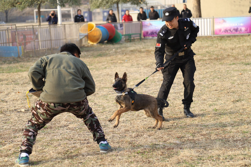 クローン警察犬チーム第1陣が正式に入隊　北京市