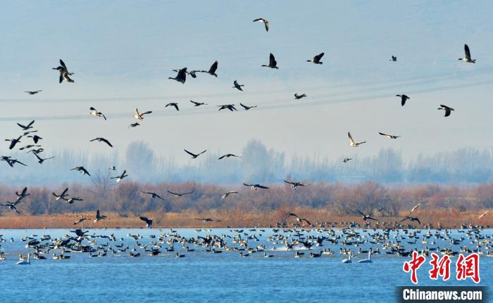 渡り鳥の楽園となっている甘粛省張掖市高台県の黒河湿地国家級自然保護区（撮影・鄭耀徳）。
