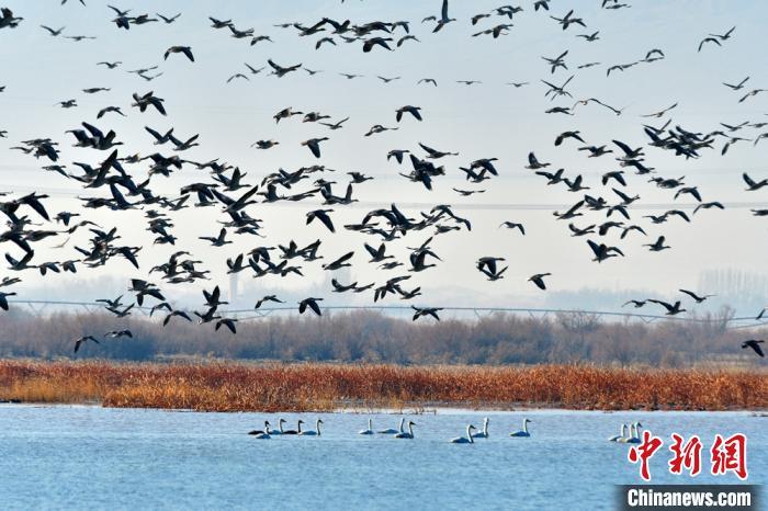 渡り鳥たちの楽園　甘粛省黒河湿地