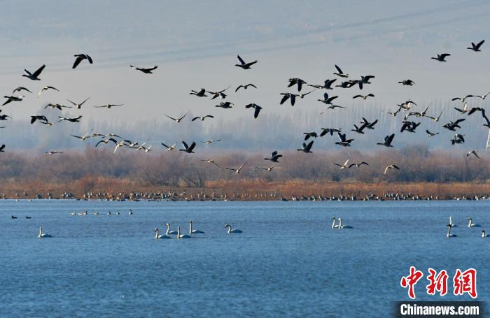 渡り鳥たちの楽園　甘粛省黒河湿地