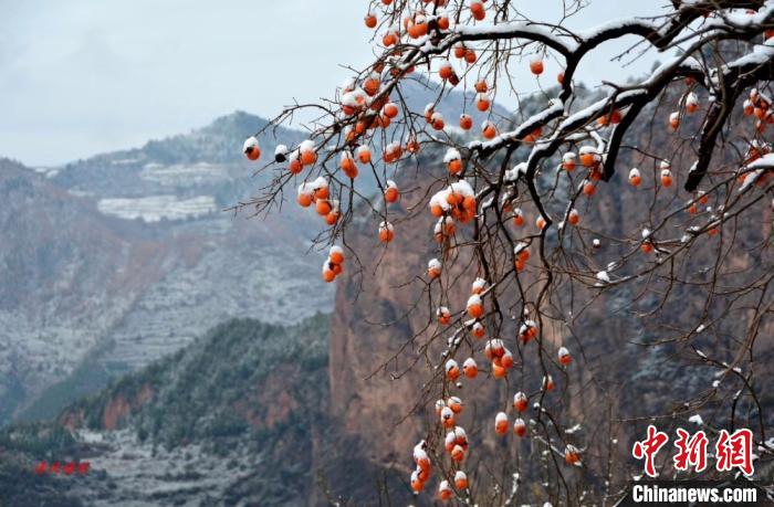 甘粛省で降雪、天地が白一色に　まるで夢の森