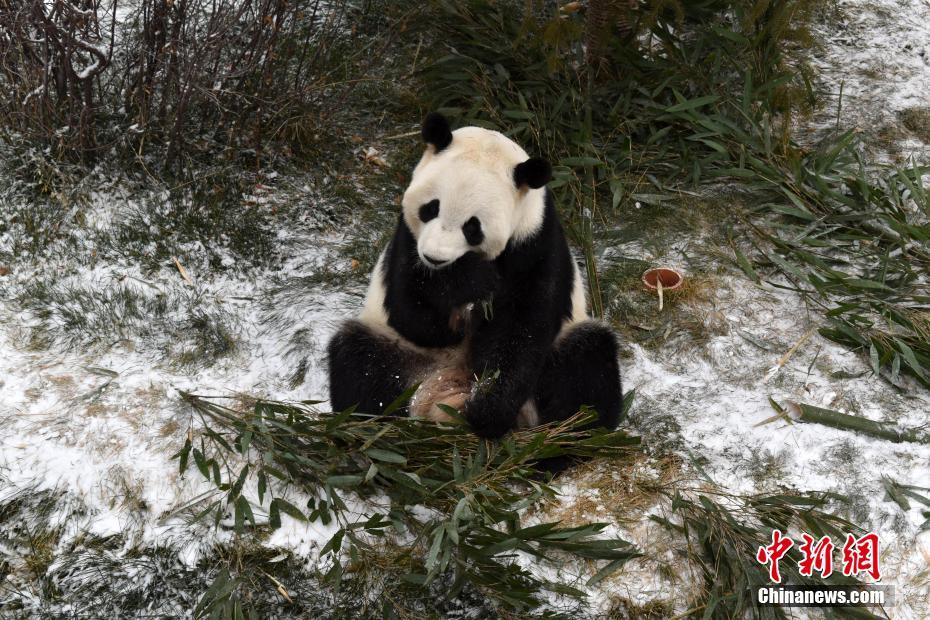 11月30日、青海省の西寧パンダ館内で、雪のなかで竹を食べるパンダ（提供・西寧パンダ館）。 