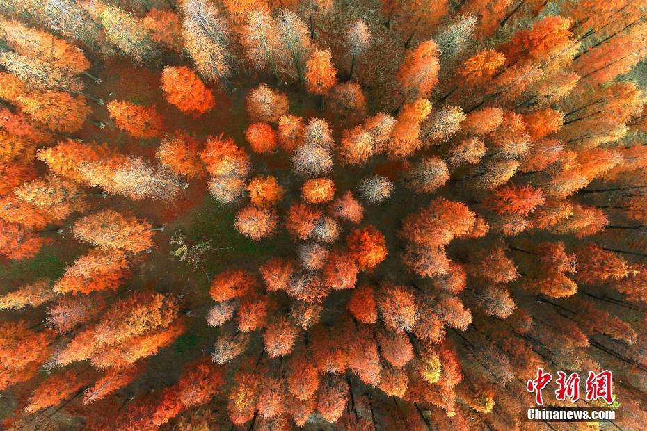 赤く染まるタチラクウショウの林　安徽省廬江県