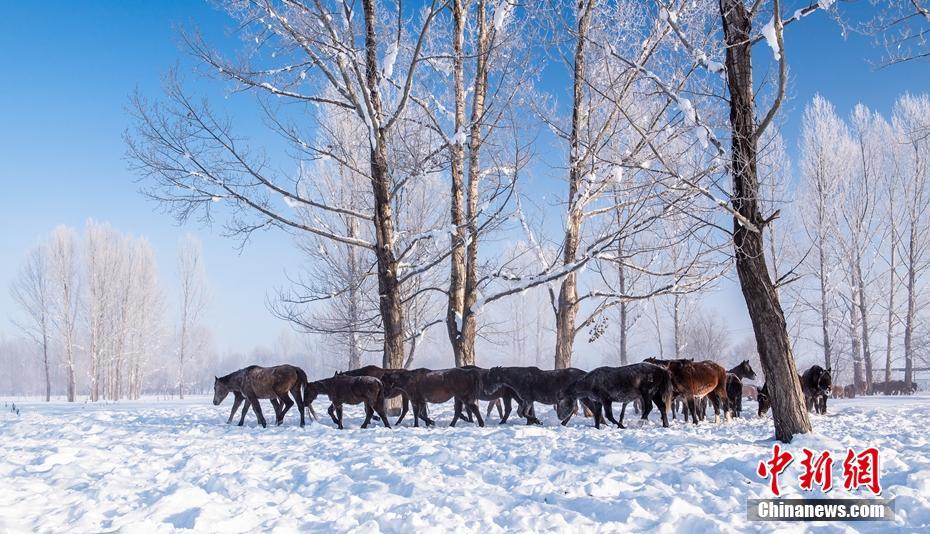 雪の大地を疾走する馬の群れ　新疆昭蘇