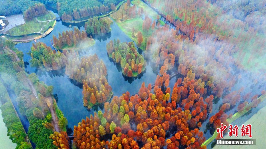 鮮やかに色づいた上海青浦の水上森林