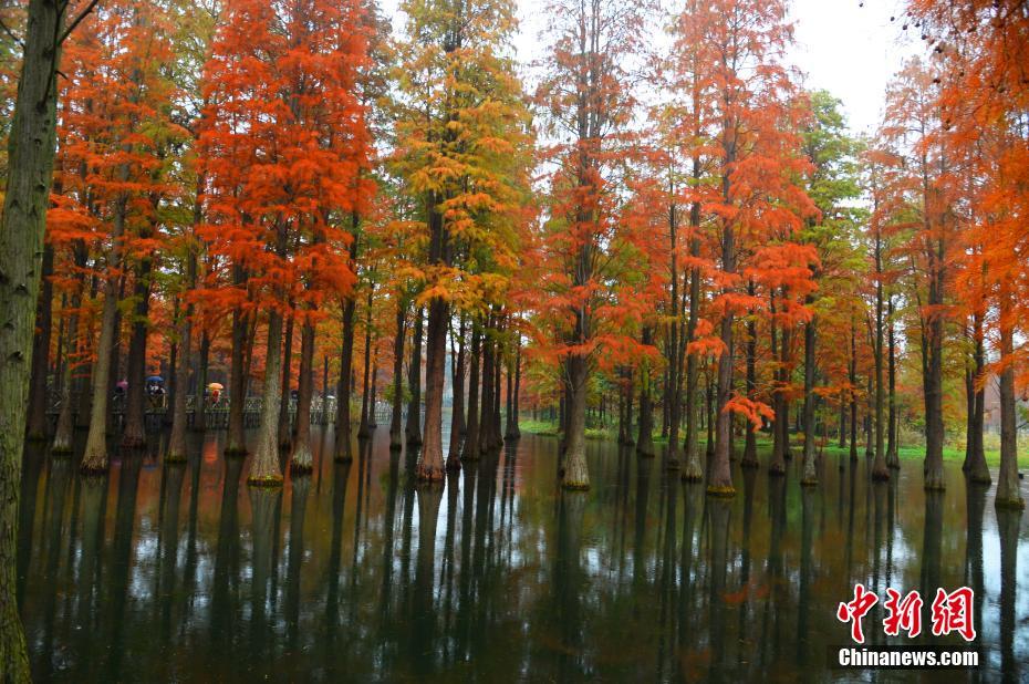 鮮やかに色づいた上海青浦の水上森林