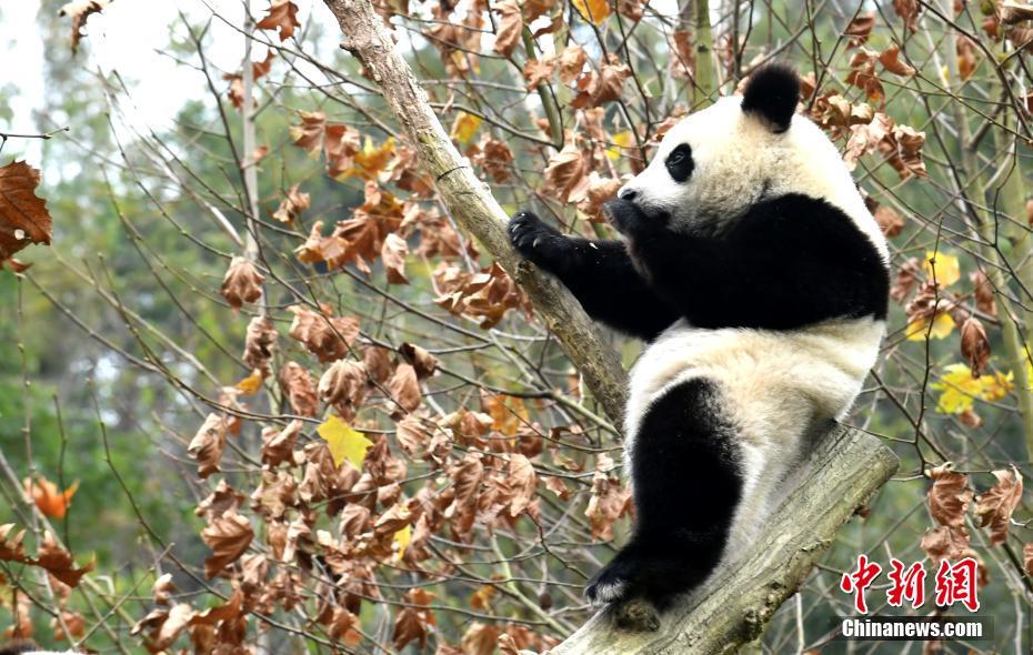 子パンダたちは冬でもキュートに元気いっぱい！ 四川省