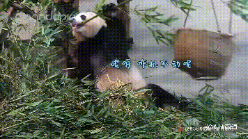 不意打ち食らってびっくり仰天するパンダを捉えた動画が話題に