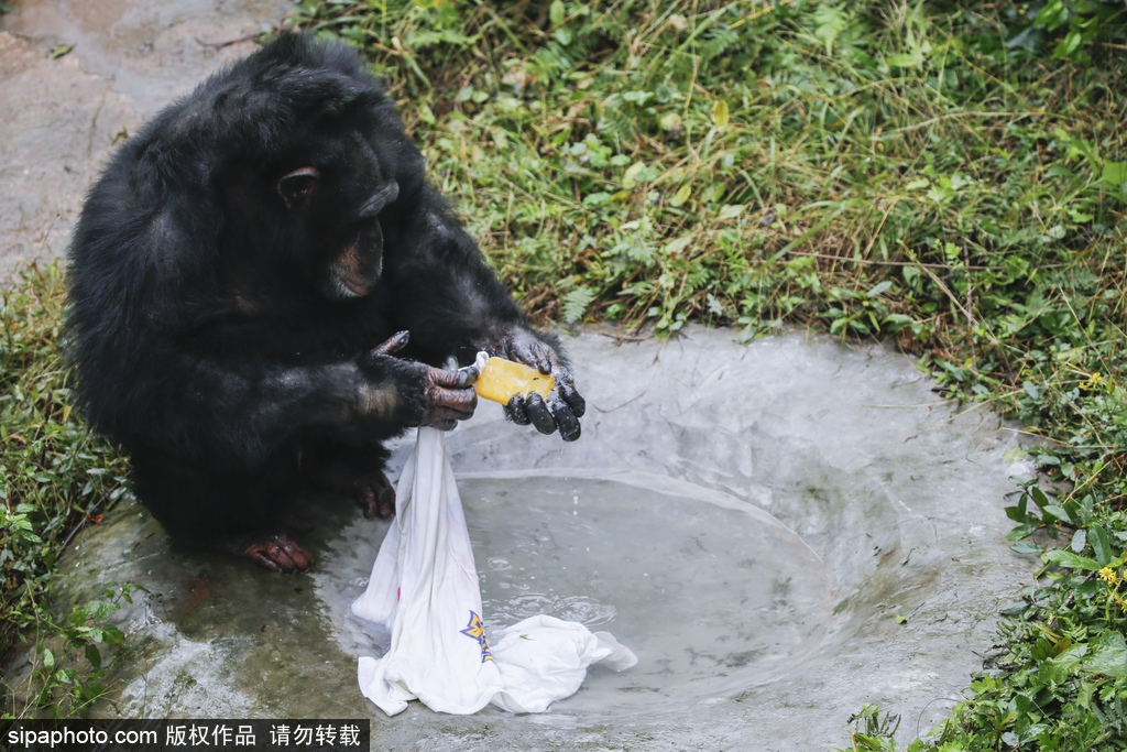 石けんでTシャツを洗うチンパンジーの「渝輝」（写真著作権はsipaphoto.comが所有のため転載禁止）。
