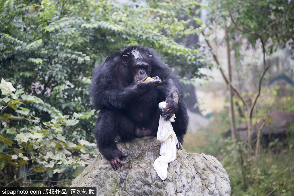 「洗濯チンパンジー」現る！飼育員を見よう見まねで　重慶市永川区