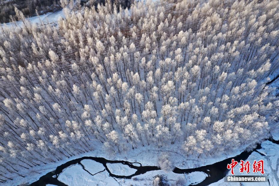 新疆の博爾塔拉河谷で「霧氷」の絶景