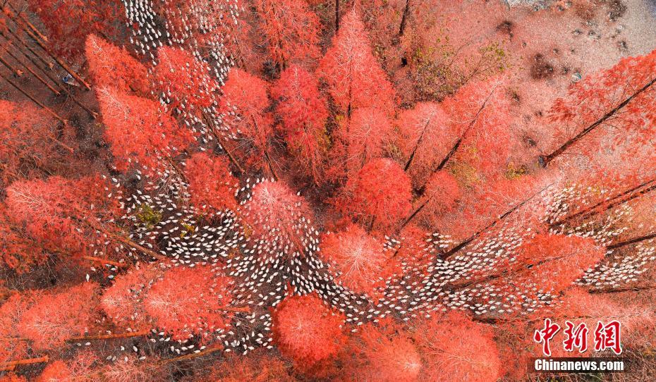 江蘇省　真っ赤なメタセコイアに白いガチョウの群れ