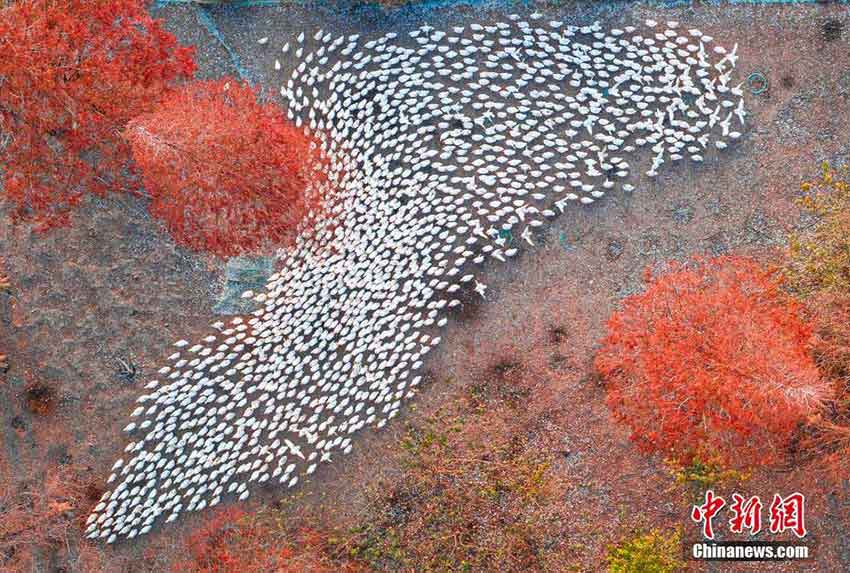江蘇省　真っ赤なメタセコイアに白いガチョウの群れ