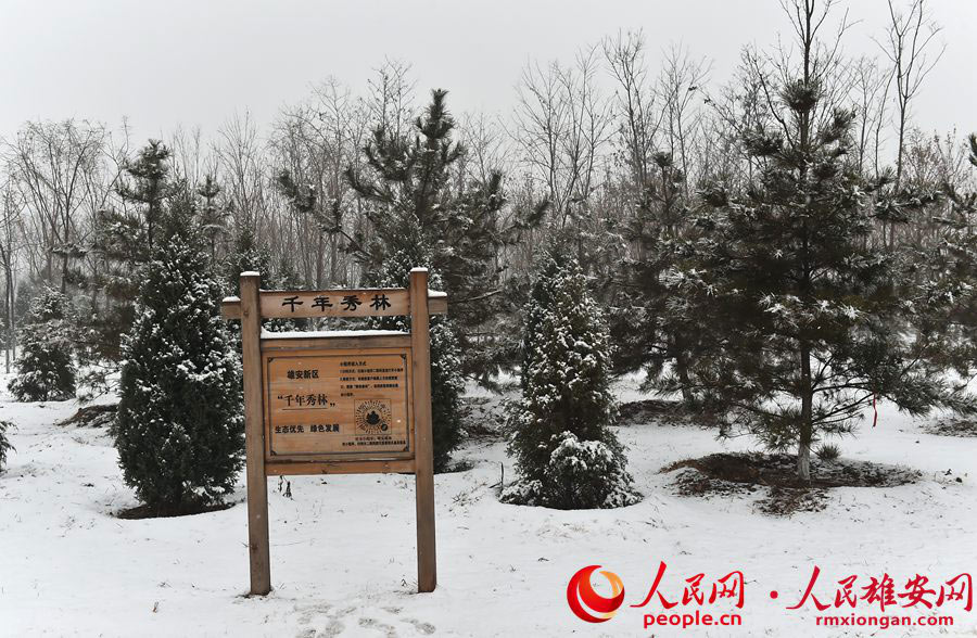 雪降る雄安新区で目にした雪景色よりも美しい光景　河北省