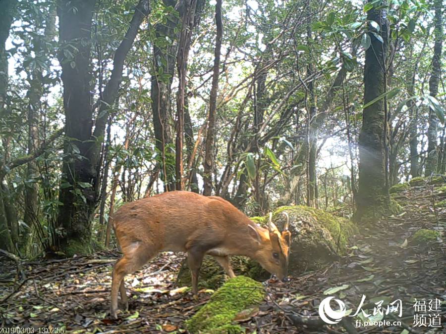 科学調査チームが稀少動物を求めて武夷山の原始林へ