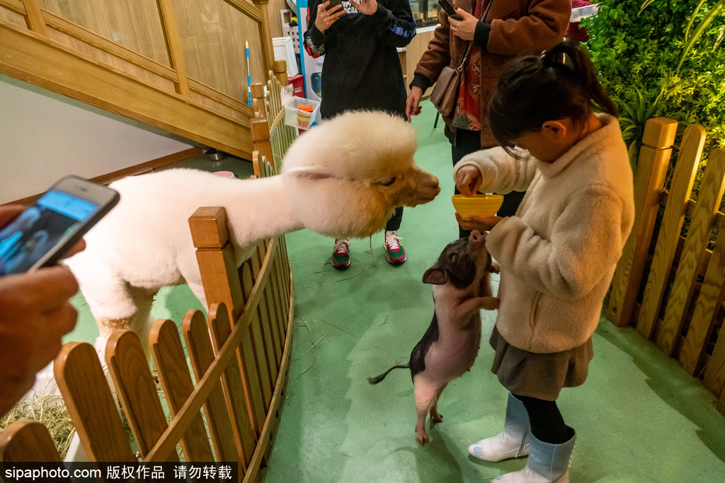 上海でペットと触れ合う体験館が人気　ちょっと変わった動物に人気が集中