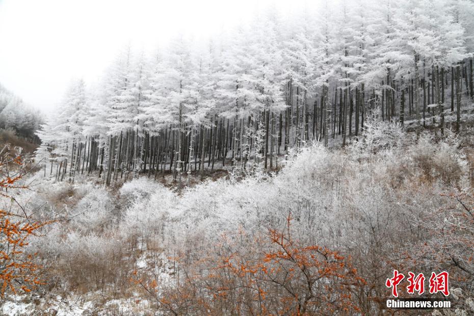 甘粛・六盤山区は樹氷の森に　赤い実の木々が花を添える