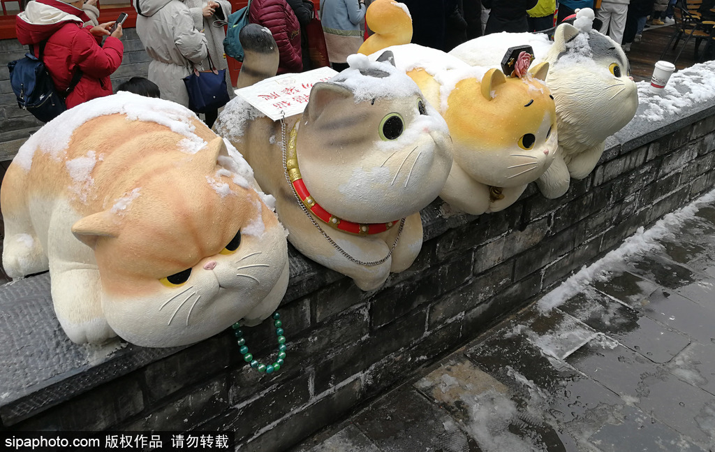 雪が降った後の北京の故宮　雪をかぶったキュートな「御猫」たち