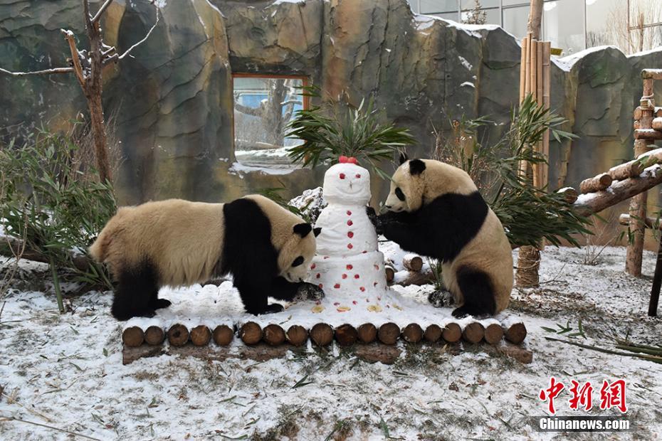 雪だるまを「堪能」するパンダたち　青海省西寧市
