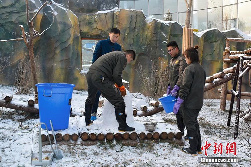 雪だるまを「堪能」するパンダたち　青海省西寧市