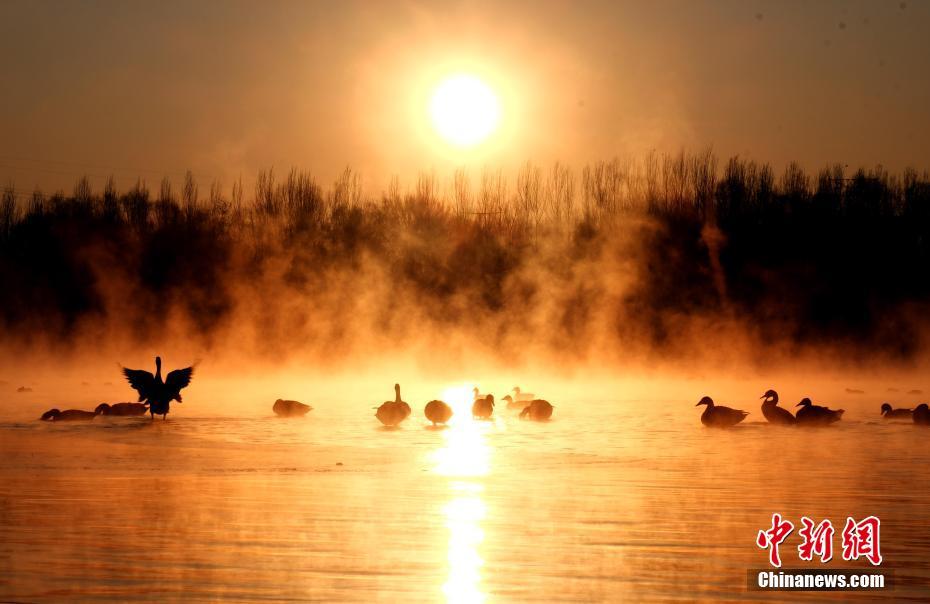 遼寧瀋陽渾河水域に越冬のため飛来したオオカリ