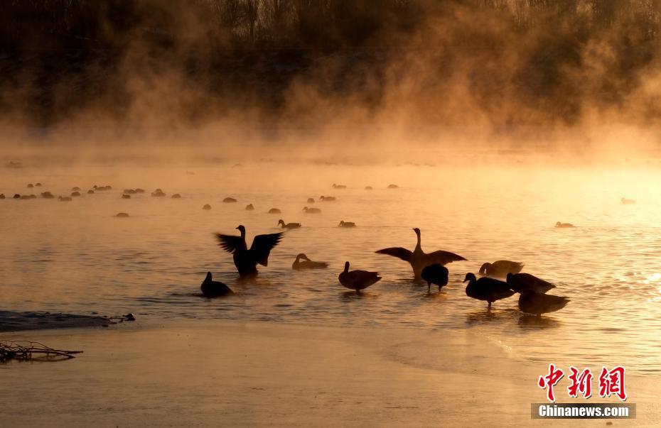 遼寧瀋陽渾河水域に越冬のため飛来したオオカリ