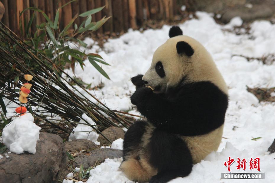 パンダが雪に大はしゃぎ！成都の繁殖研究基地で「エンリッチメント」　四川省