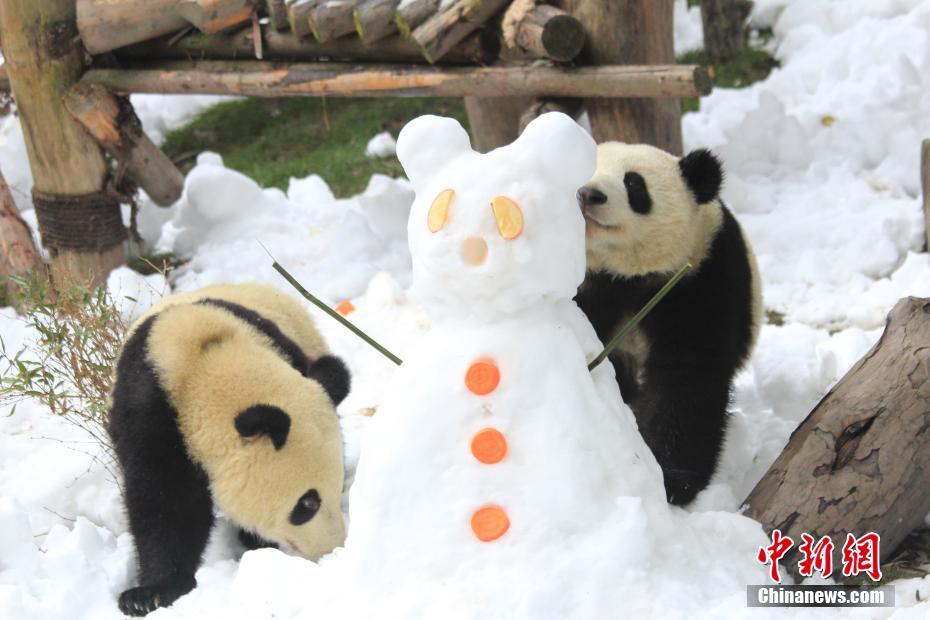 パンダが雪に大はしゃぎ！成都の繁殖研究基地で「エンリッチメント」　四川省
