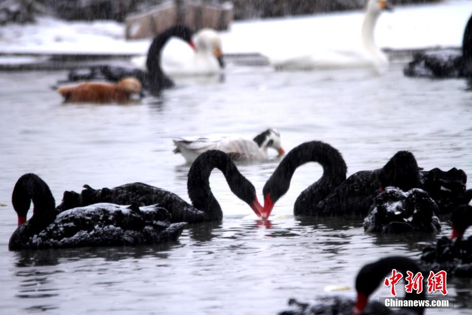 甘粛省張掖湿地公園の野生鳥が雪の降る中もエサ探し