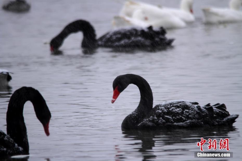 甘粛省張掖湿地公園の野生鳥が雪の降る中もエサ探し