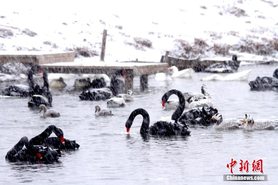 甘粛省張掖湿地公園の野生鳥が雪の降る中もエサ探し