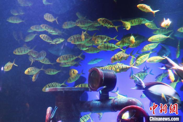 新年を前に南京の水族館に可愛い海の動物たちが仲間入り　江蘇省