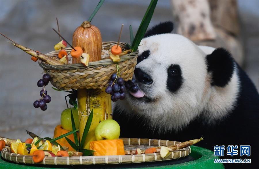 パンダが「串火鍋」で新年をお迎え　海南省
