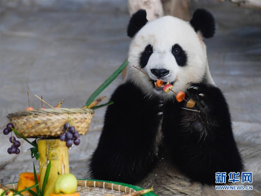 パンダが「串火鍋」で新年をお迎え　海南省