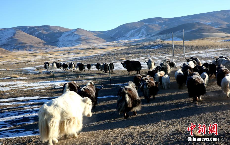 「世界の屋根の屋根」凍てつくチベット西部高原の冬景色
