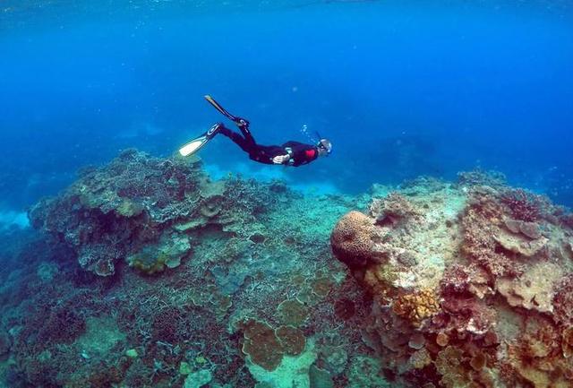 世界初！パラオ、サンゴに有害な成分を含む日焼け止めの使用を禁止に