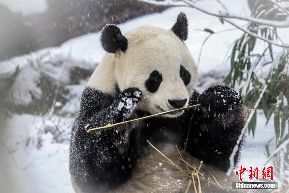 大雪にパンダも大はしゃぎ！　山東省済南市