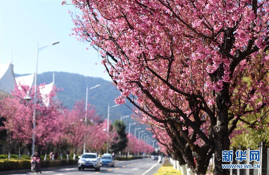 1月7日、昆明市の紅塔西路で満開になった冬桜(撮影・藺以光)。