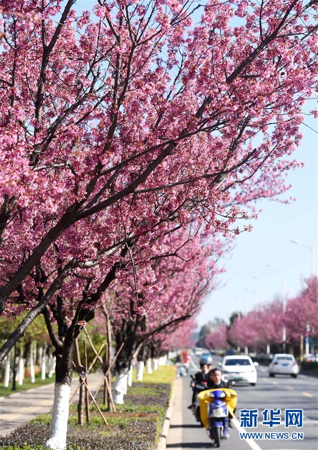 「春の都市」昆明に咲く冬桜　雲南省
